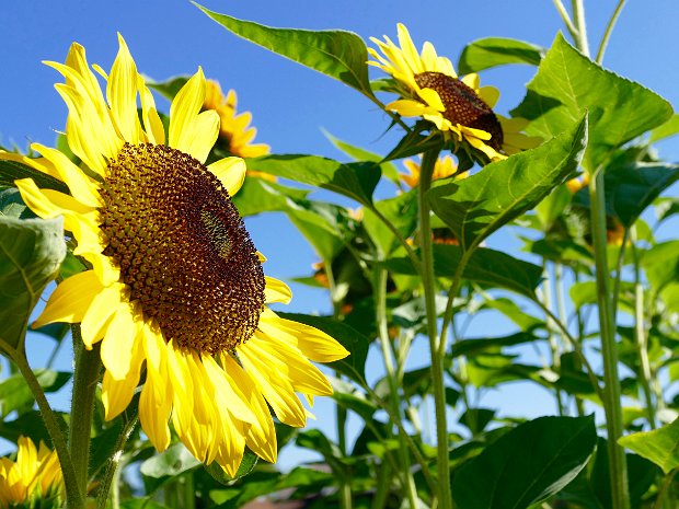 Flowers